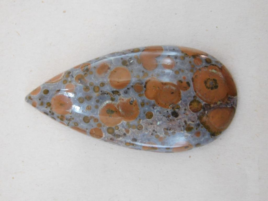 FOSSIL CABOCHON ROCK STONE LAPIDARY SPECIMEN: FOSSIL CABOCHON ROCK STONE LAPIDARY SPECIMEN