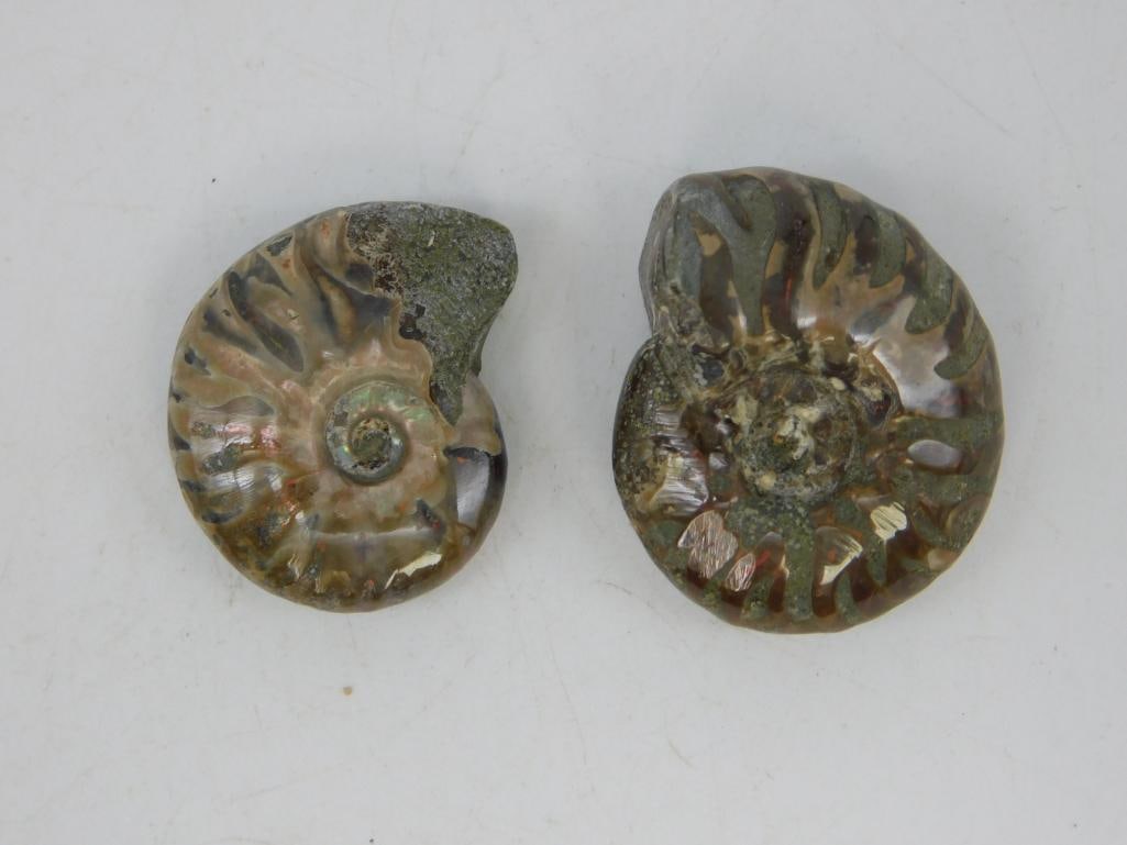 AMMONITE ROCK STONE LAPIDARY SPECIMEN (1 of 2)