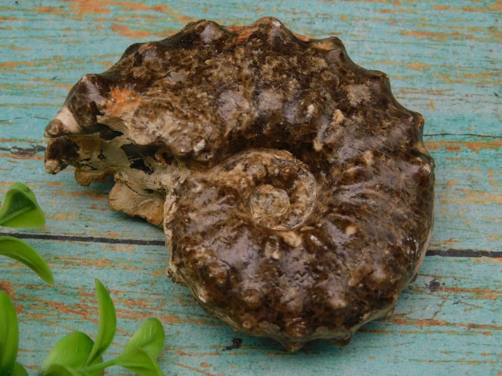 KNOBBY AMMONITE ROCK STONE LAPIDARY SPECIMEN (1 of 2)