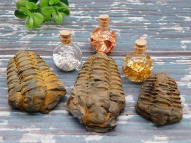 TRILOBITES ROCK STONE LAPIDARY SPECIMEN