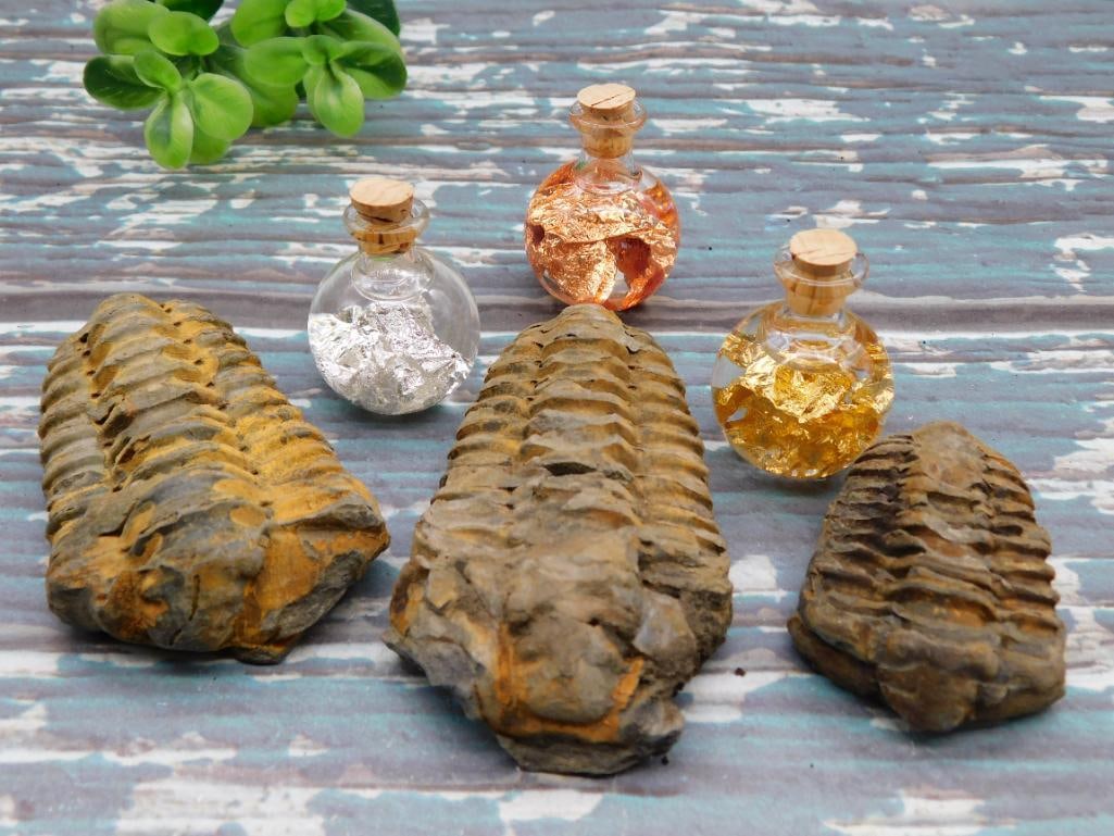 TRILOBITES ROCK STONE LAPIDARY SPECIMEN