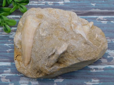 FOSSIL IN MATRIX ROCK STONE LAPIDARY SPECIMEN