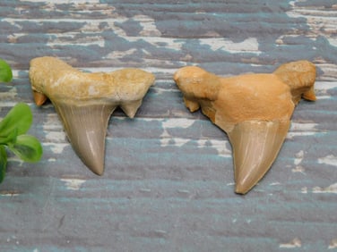 SHARK TEETH ROCK STONE LAPIDARY SPECIMEN