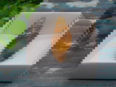 FOSSILZED GASTROPOD ROCK STONE LAPIDARY SPECIMEN