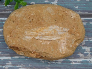 FOSSIL IN MATRIX ROCK STONE LAPIDARY SPECIMEN
