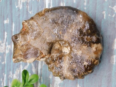 KNOBBY AMMONITE ROCK STONE LAPIDARY SPECIMEN