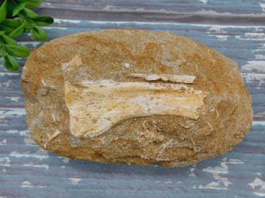FOSSIL IN MATRIX ROCK STONE LAPIDARY SPECIMEN