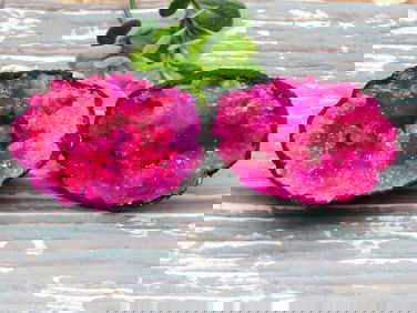 PINK GEODE ROCK STONE LAPIDARY SPECIMEN