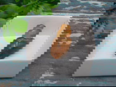 FOSSILIZED GASTROPOD ROCK STONE LAPIDARY SPECIMEN