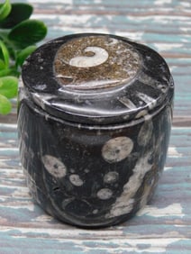 ORTHOCERAS TRINKET BOX ROCK STONE LAPIDARY SPECIMEN