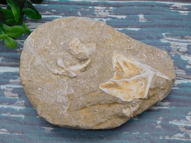 FOSSIL IN MATRIX ROCK STONE LAPIDARY SPECIMEN
