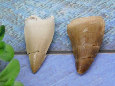 DINOSAUR TEETH ROCK STONE LAPIDARY SPECIMEN