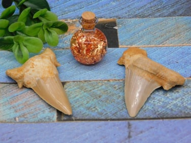 SHARK TEETH ROCK STONE LAPIDARY SPECIMEN