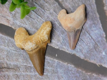 SHARK TEETH ROCK STONE LAPIDARY SPECIMEN