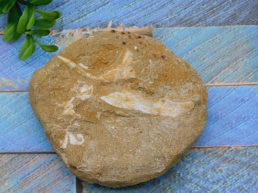 FOSSIL IN MATRIX ROCK STONE LAPIDARY SPECIMEN