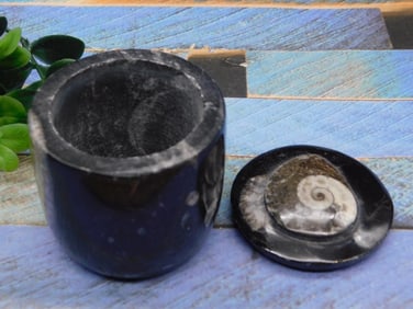 ORTHOCERAS TRINKET BOX ROCK STONE LAPIDARY SPECIMEN