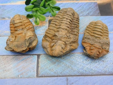 TRILOBITE ROCK STONE LAPIDARY SPECIMEN