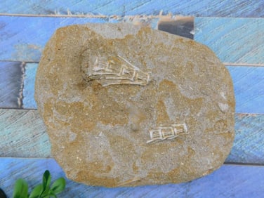 ROCK STONE LAPIDARY SPECIMEN