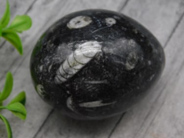 ORTHOCERAS EGG ROCK STONE LAPIDARY SPECIMEN