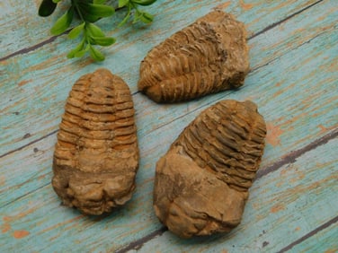 TRILOBITE ROCK STONE LAPIDARY SPECIMEN