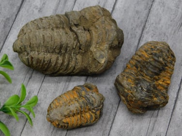 TRILOBITES ROCK STONE LAPIDARY SPECIMEN