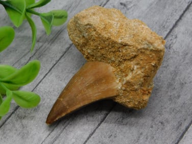 DINOSAUR TOOTH IN MATRIX ROCK STONE LAPIDARY SPECIMEN