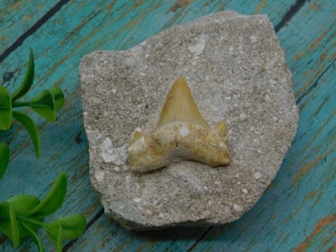 SHARK TOOTH IN MATRIX ROCK STONE LAPIDARY SPECIMEN