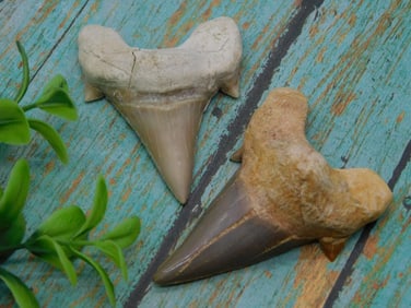 SHARK TEETH ROCK STONE LAPIDARY SPECIMEN