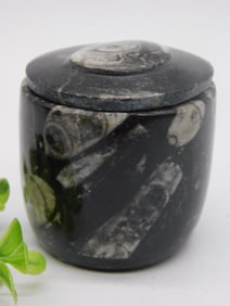 ORTHOCERAS TRINKET BOX ROCK STONE LAPIDARY SPECIMEN