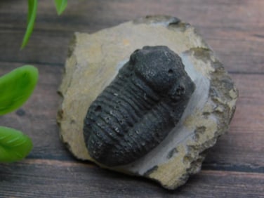 TRILOBITE ROCK STONE LAPIDARY SPECIMEN