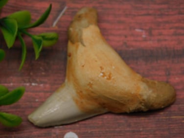 SHARK TOOTH ROCK STONE LAPIDARY SPECIMEN