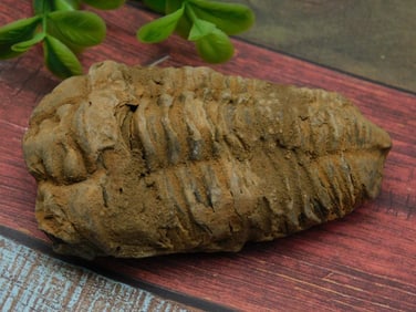 TRILOBITE ROCK STONE LAPIDARY SPECIMEN