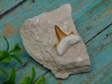 SHARK TOOTH IN MATRIX ROCK STONE LAPIDARY SPECIMEN