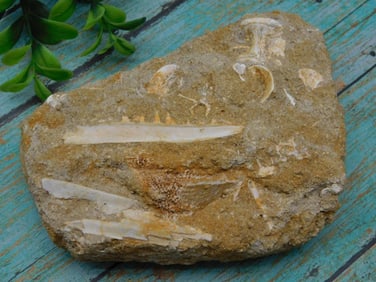 FOSSIL IN MATRIX ROCK STONE LAPIDARY SPECIMEN