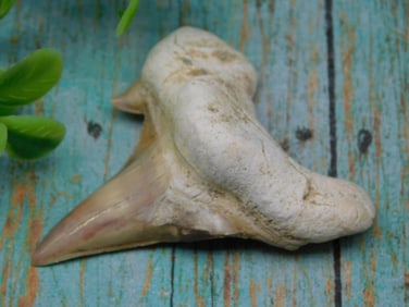 SHARK TOOTH ROCK STONE LAPIDARY SPECIMEN
