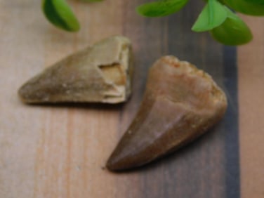 DINOSAUR TEETH ROCK STONE LAPIDARY SPECIMEN