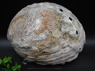ABALONE SHELL