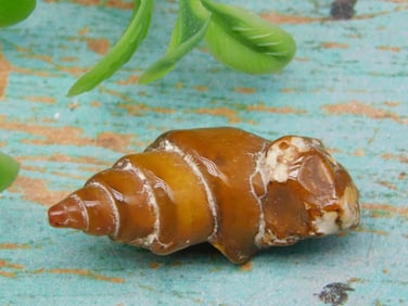 GASTROPOD FOSSIL ROCK STONE LAPIDARY SPECIMEN