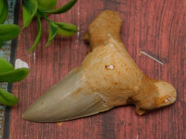 SHARK TOOTH ROCK STONE LAPIDARY SPECIMEN