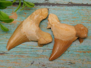 SHARK TEETH ROCK STONE LAPIDARY SPECIMEN