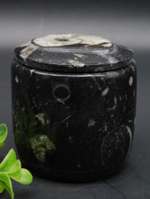 ORTHOCERAS TRINKET BOX ROCK STONE LAPIDARY SPECIMEN