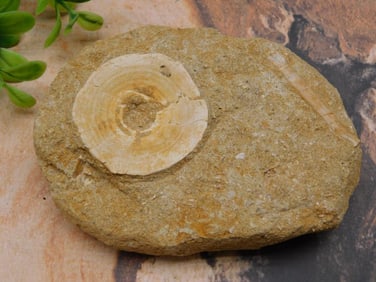 FOSSIL IN MATRIX ROCK STONE LAPIDARY SPECIMEN