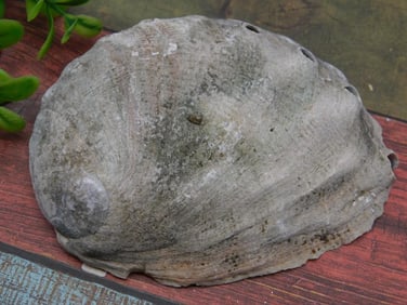 ABALONE SHELL