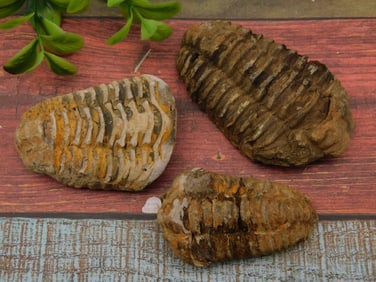 TRILOBITE ROCK STONE LAPIDARY SPECIMEN