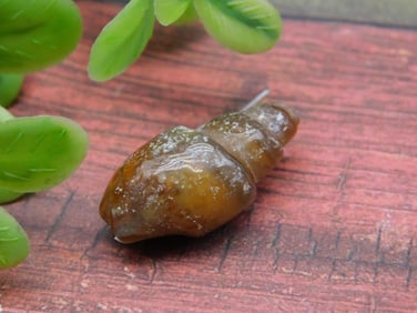 FOSSILIZED GASTROPOD ROCK STONE LAPIDARY SPECIMEN