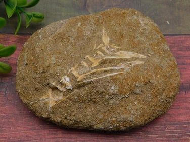 FOSSIL IN MATRIX ROCK STONE LAPIDARY SPECIMEN