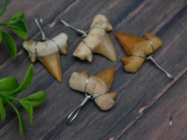 SHARK TEETH PENDANTS ROCK STONE LAPIDARY SPECIMEN