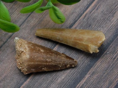 DINOSAUR TEETH ROCK STONE LAPIDARY SPECIMEN