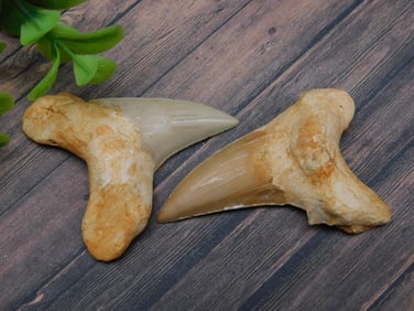 SHARK TEETH ROCK STONE LAPIDARY SPECIMEN