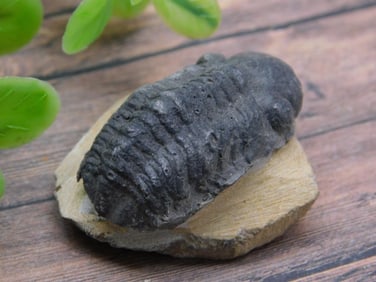 TRILOBITE ROCK STONE LAPIDARY SPECIMEN